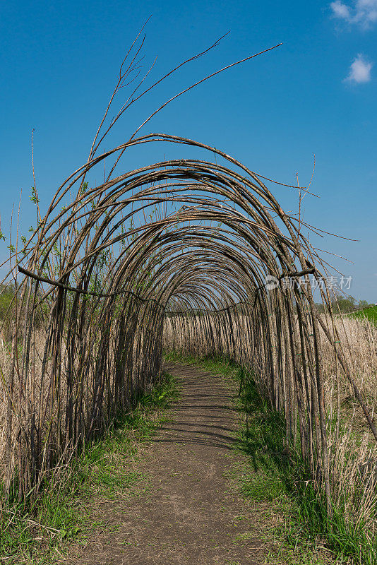 荷兰，奈梅亨，Stadswaard，自然公园Gelderse Poort的柳树篱，自然拱廊
